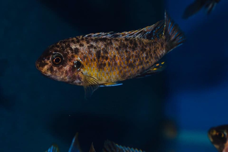 Labeotropheus fuelleborni 'Chimwalani Reef'